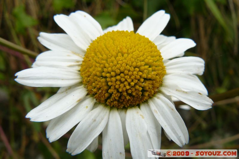 Polperro - Flower
Polperro, Cornwall, England, United Kingdom
Mots-clés: fleur