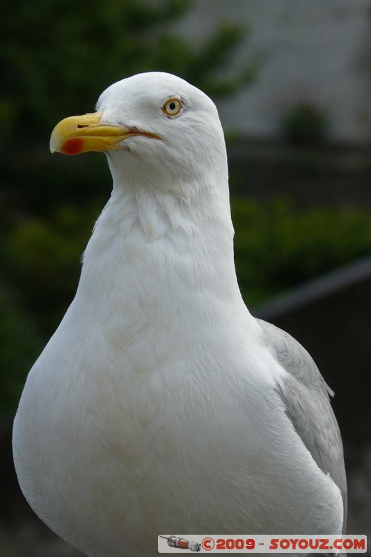 Looe - Seagull
Looe, Cornwall, England, United Kingdom
Mots-clés: animals oiseau Goeland