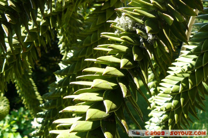 Greenway House - Araucaria
Dittisham, Devon, England, United Kingdom
Mots-clés: plante Araucaria