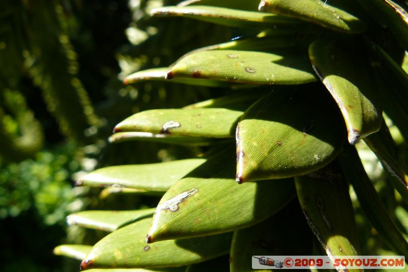 Greenway House - Araucaria
Dittisham, Devon, England, United Kingdom
Mots-clés: plante Araucaria