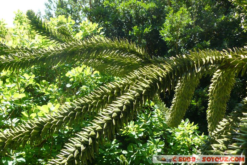 Greenway House - Araucaria
Dittisham, Devon, England, United Kingdom
Mots-clés: plante Araucaria