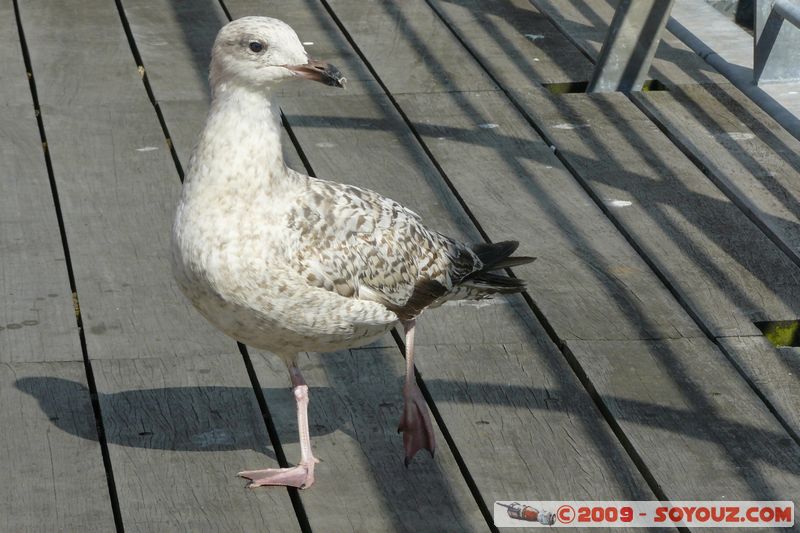 Brixham Harbour - Gull
Overgang Rd, Torquay, Torbay TQ5 8, UK
Mots-clés: animals oiseau Mouette