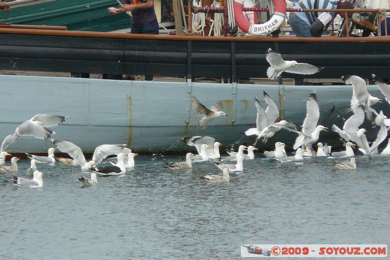Brixham Harbour - Gulls
Moorings Reach, Torquay, Torbay TQ5 9, UK
Mots-clés: animals oiseau Mouette