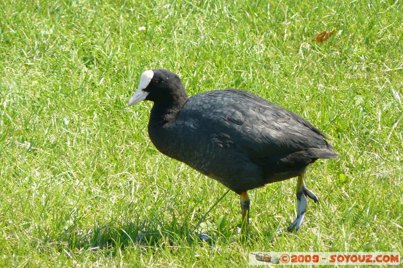 Paignton - Eurasian Coot
Mots-clés: animals oiseau Poule d'eau