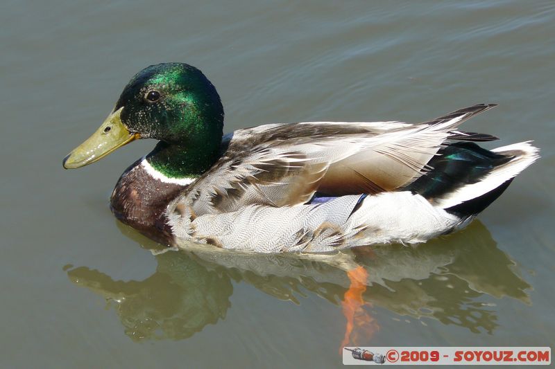 Paignton - Duck
Mots-clés: animals oiseau canard