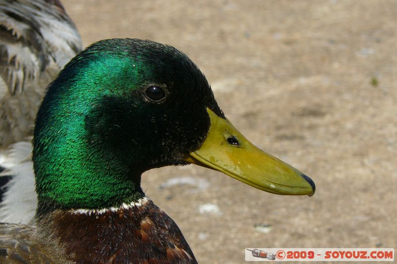 Paignton - Duck
Mots-clés: animals oiseau canard