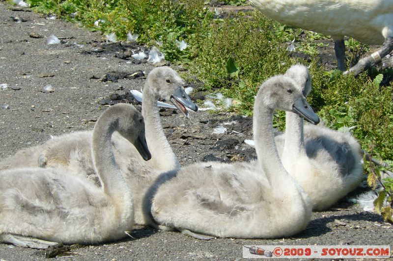 Paignton - Swans
Mots-clés: animals oiseau Cygne