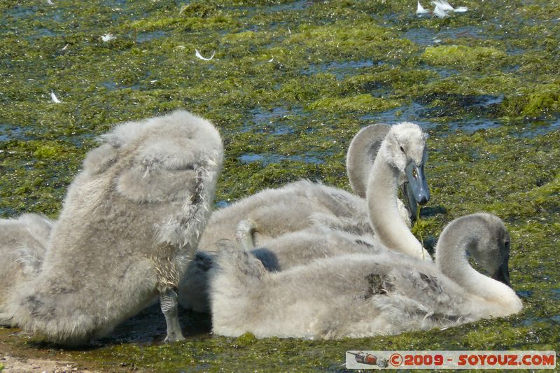 Paignton - Swans
Mots-clés: animals oiseau Cygne