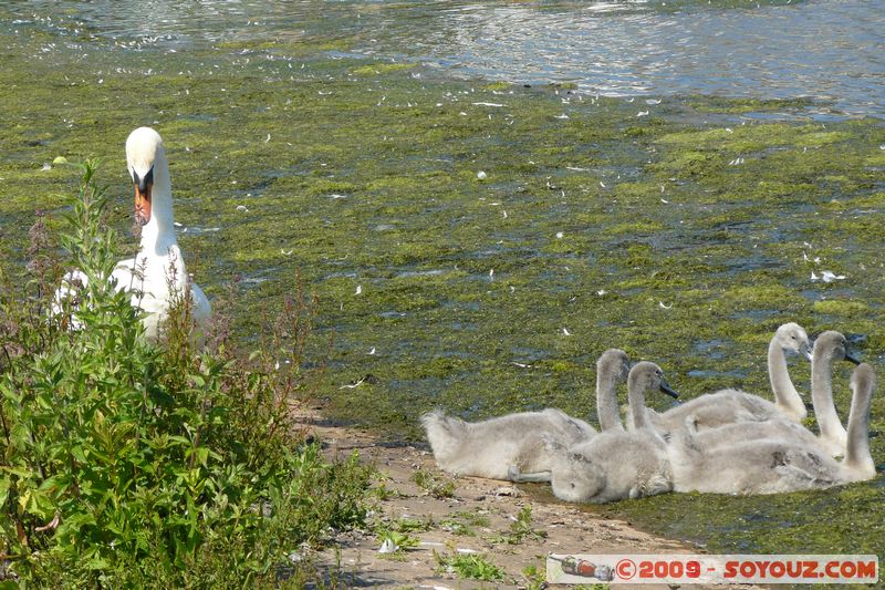 Paignton - Swans
Mots-clés: animals oiseau Cygne