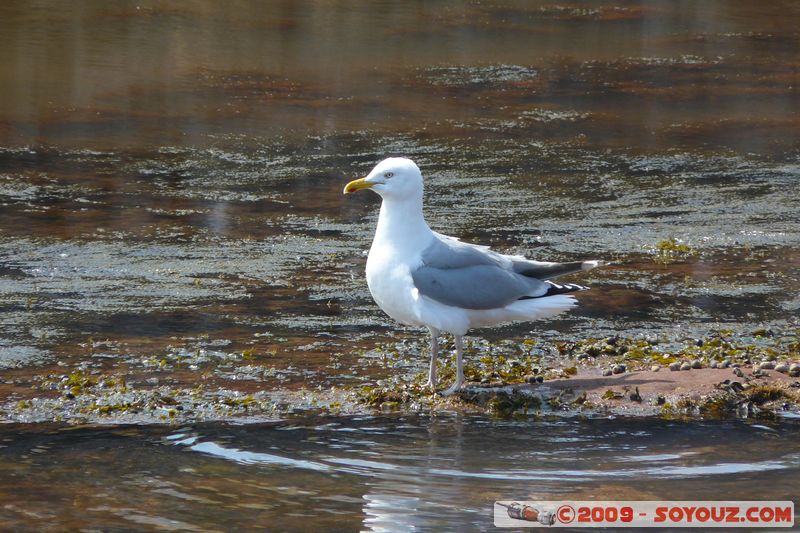 Paignton - Marine Parade - Gull
Paignton, Devon, England, United Kingdom
Mots-clés: animals oiseau Mouette