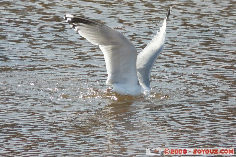 Paignton - Marine Parade - Gull
Paignton, Devon, England, United Kingdom
Mots-clés: animals oiseau Mouette