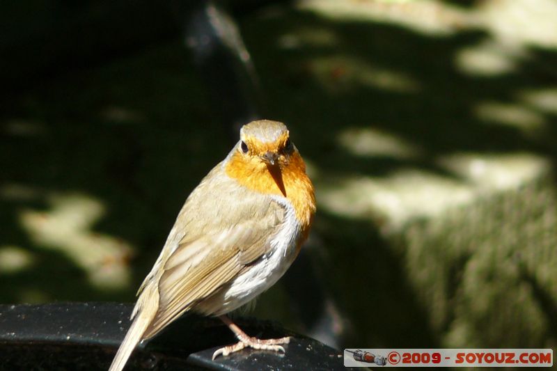 Totnes - Robin
Mots-clés: animals oiseau Rouge-gorge