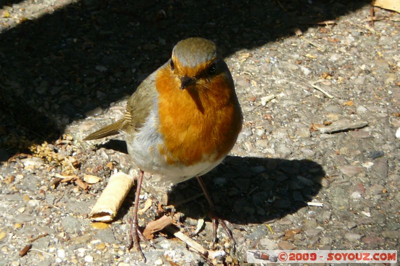 Totnes - Robin
Mots-clés: animals oiseau Rouge-gorge