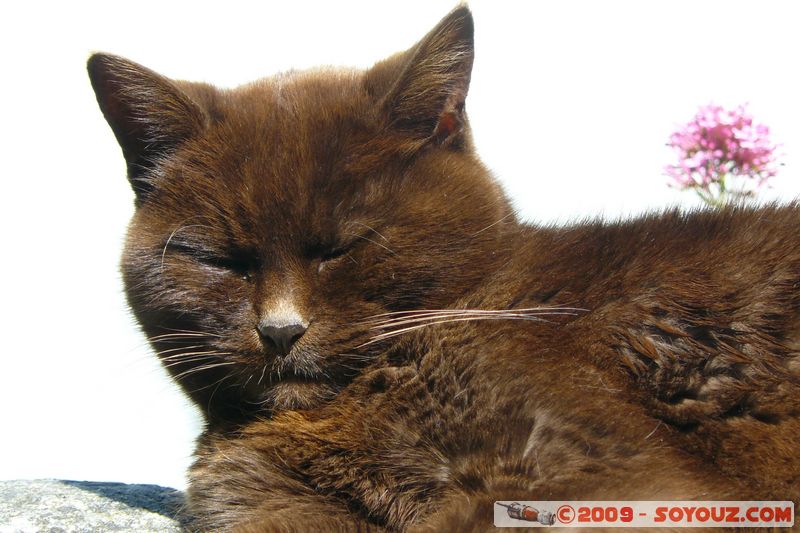 Totnes - Lazy cat
Mots-clés: animals chat