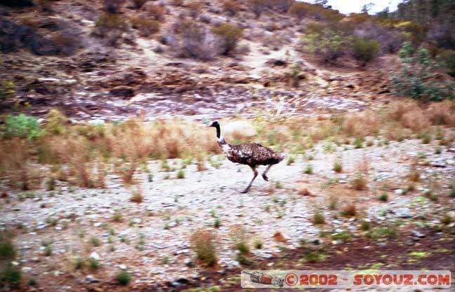 emu
