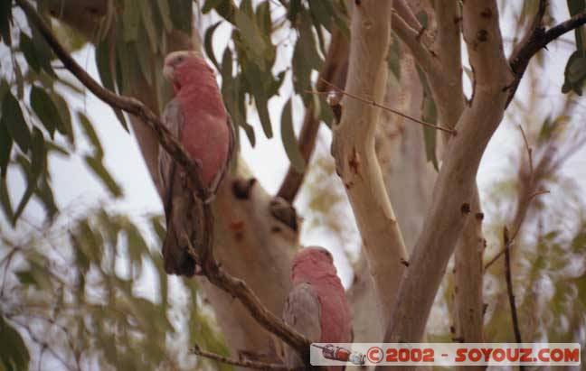 Pink cacatoes
