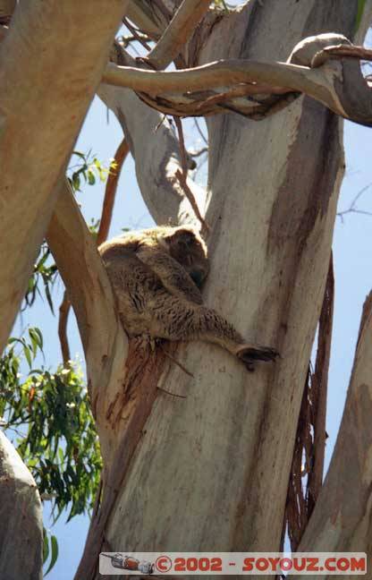 Koalas!
