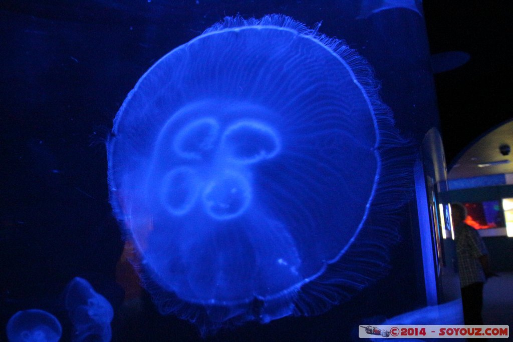 AQWA - Jellyfish
Mots-clés: AUS Australie geo:lat=-31.82687940 geo:lon=115.73830300 geotagged Sorrento Western Australia sous-marin animals meduse