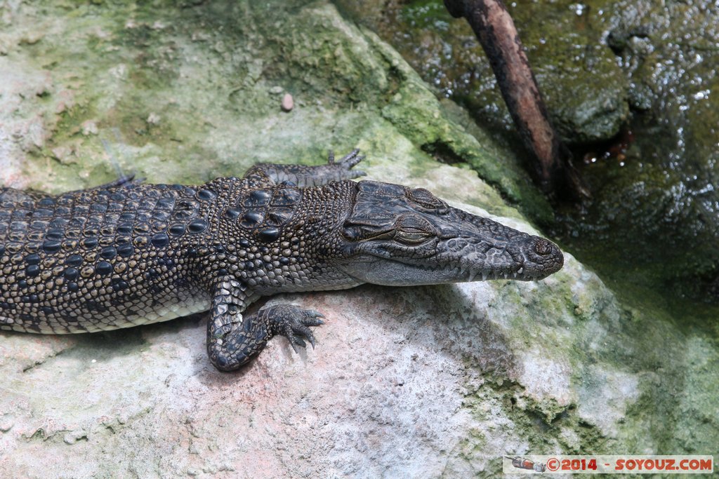 AQWA - Crocodile
Mots-clés: AUS Australie geo:lat=-31.82672600 geo:lon=115.73808986 geotagged Sorrento Western Australia sous-marin animals crocodile