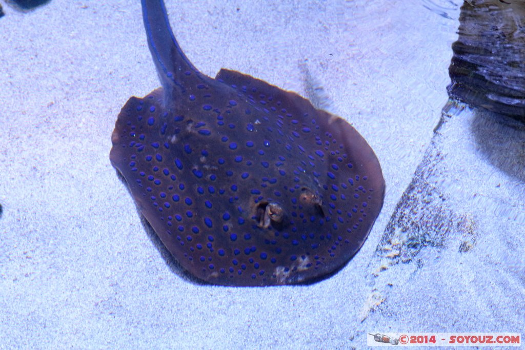 AQWA - Stingray
Mots-clés: AUS Australie geo:lat=-31.82682949 geo:lon=115.73784303 geotagged Sorrento Western Australia sous-marin animals Raie