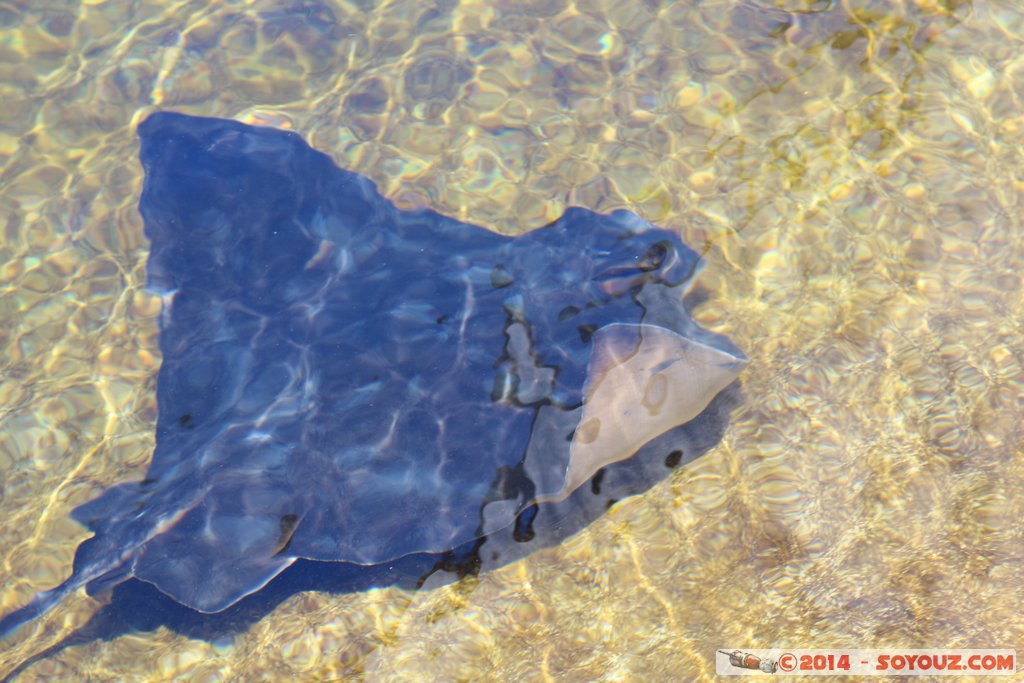 AQWA - Stingray
Mots-clés: AUS Australie geo:lat=-31.82688800 geo:lon=115.73795500 geotagged Sorrento Western Australia sous-marin animals Raie