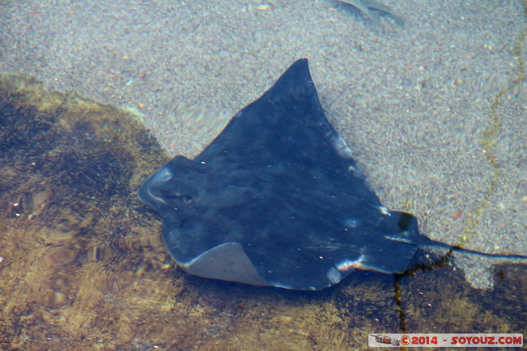 AQWA - Stingray
Mots-clés: AUS Australie geo:lat=-31.82688800 geo:lon=115.73795500 geotagged Sorrento Western Australia sous-marin animals Raie