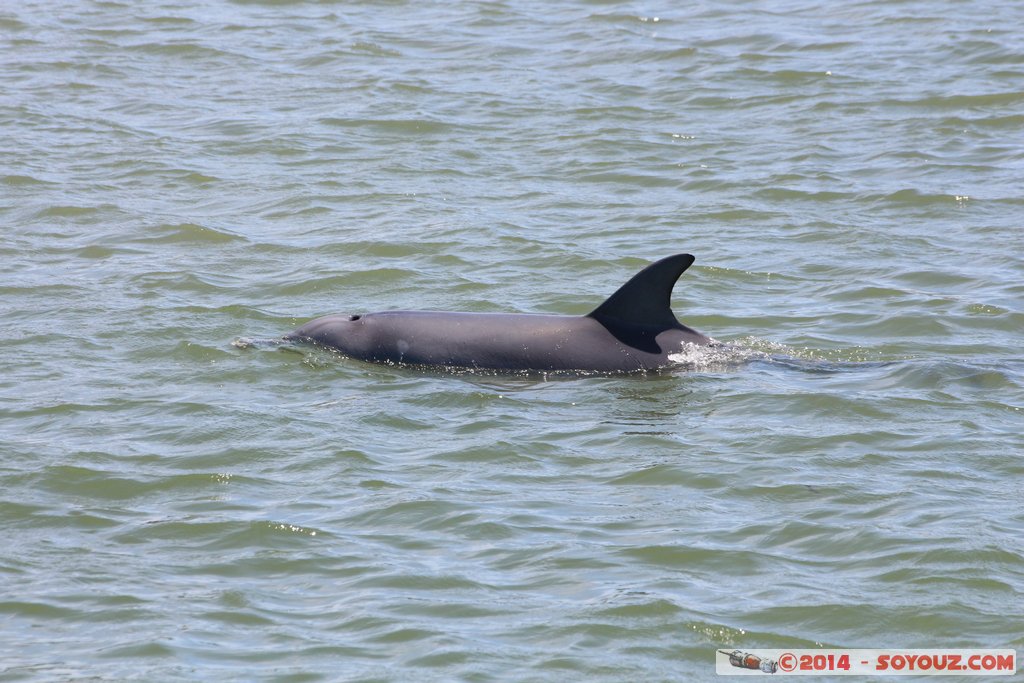 Mandurah - Dolphin
Mots-clés: AUS Australie geo:lat=-32.53137722 geo:lon=115.71601250 geotagged Mandurah Western Australia animals Dauphin