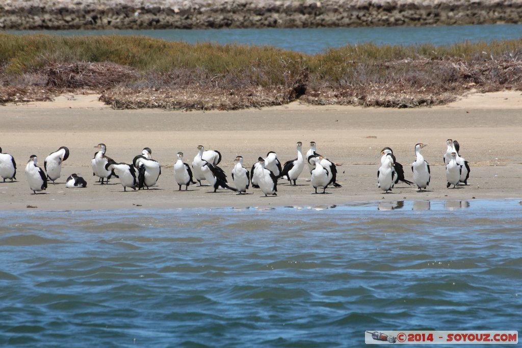 Mandurah - Birds
Mots-clés: AUS Australie geo:lat=-32.53902700 geo:lon=115.71869000 geotagged Mandurah Western Australia animals oiseau