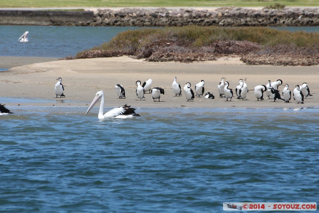 Mandurah - Birds
Mots-clés: AUS Australie geo:lat=-32.53942800 geo:lon=115.71866700 geotagged Mandurah Western Australia animals oiseau