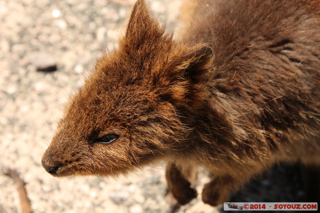 Rottnest Island - Parker Point - Quokka
Mots-clés: AUS Australie geo:lat=-32.02298599 geo:lon=115.52828372 geotagged Rottnest Island Western Australia animals animals Australia Quokka