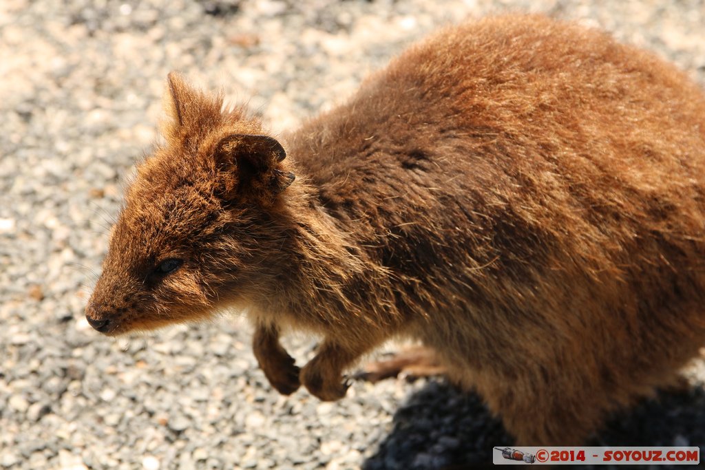 Rottnest Island - Parker Point - Quokka
Mots-clés: AUS Australie geo:lat=-32.02298599 geo:lon=115.52828372 geotagged Rottnest Island Western Australia animals animals Australia Quokka