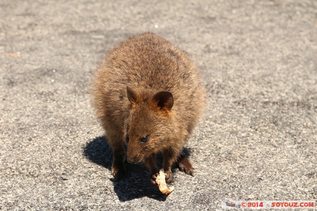 Rottnest Island - Parker Point - Quokka
Mots-clés: AUS Australie geo:lat=-32.02298599 geo:lon=115.52828372 geotagged Rottnest Island Western Australia animals animals Australia Quokka