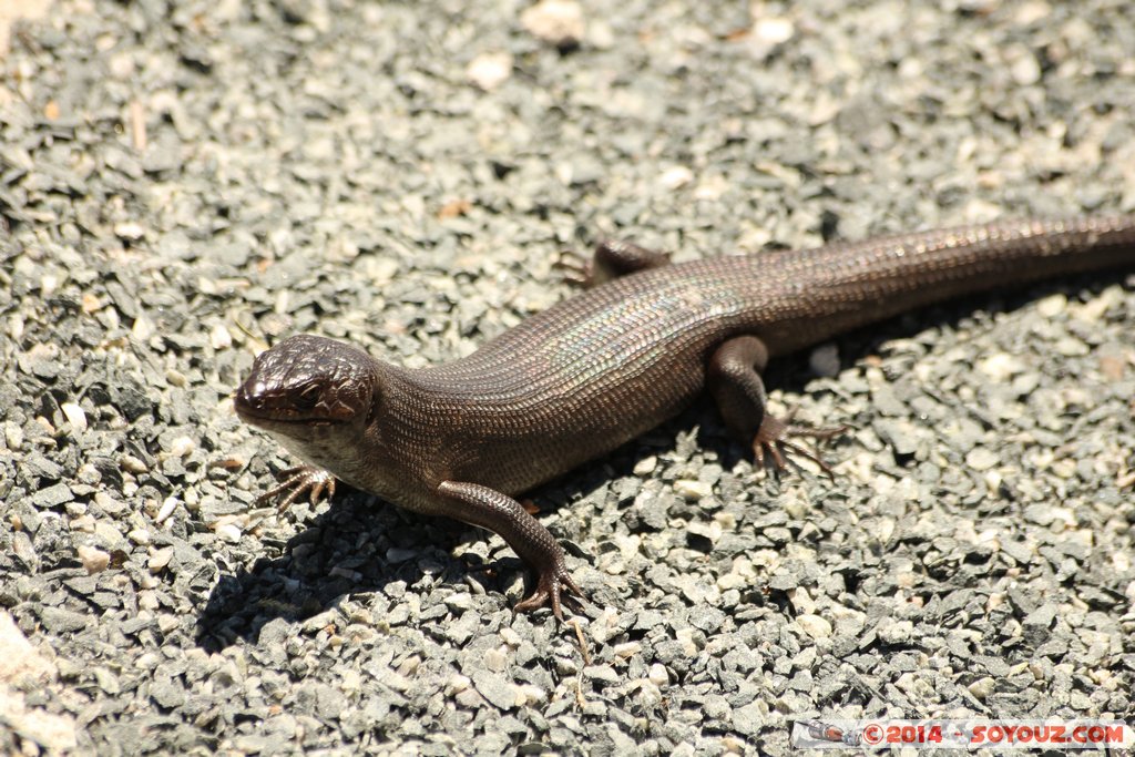 Rottnest Island - Parker Point - King's Skink Lizard
Mots-clés: AUS Australie geo:lat=-32.02298599 geo:lon=115.52828372 geotagged Rottnest Island Western Australia animals lezard King's Skink Lizard