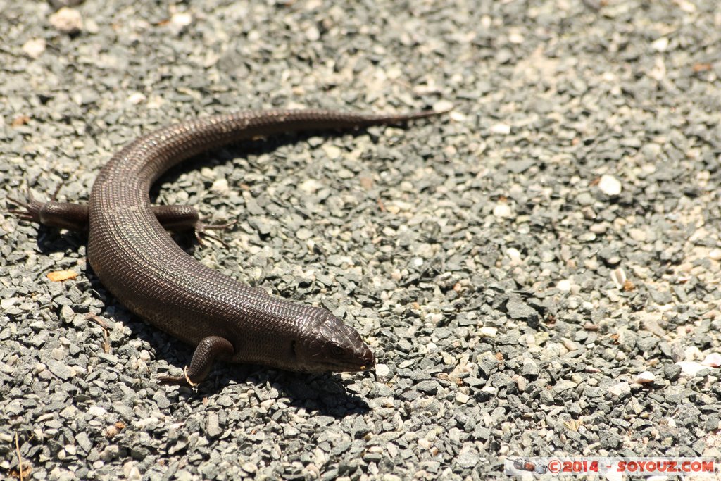 Rottnest Island - Parker Point - King's Skink Lizard
Mots-clés: AUS Australie geo:lat=-32.02298599 geo:lon=115.52828372 geotagged Rottnest Island Western Australia animals lezard King's Skink Lizard