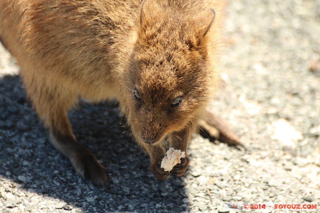 Rottnest Island - Parker Point - Quokka
Mots-clés: AUS Australie geo:lat=-32.02298599 geo:lon=115.52828372 geotagged Rottnest Island Western Australia animals animals Australia Quokka