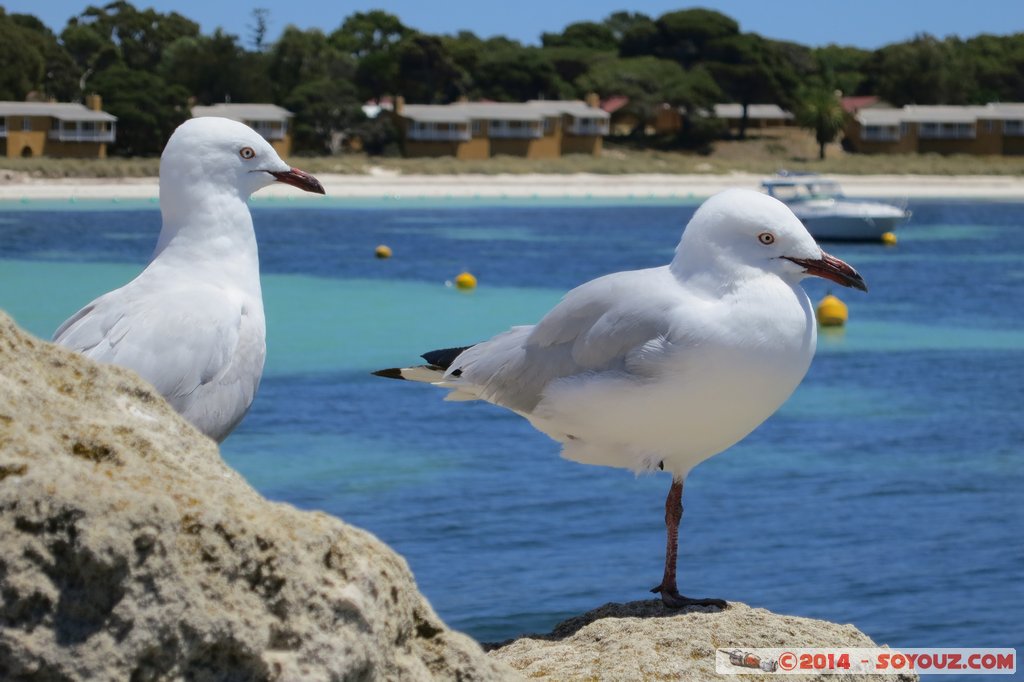 Rottnest Island - The Settlement - Seagulls
Mots-clés: AUS Australie geo:lat=-31.99540417 geo:lon=115.54195225 geotagged Rottnest Island Western Australia Western Australian Museum The Settlement mer animals oiseau Mouette