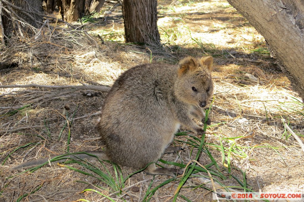 Rottnest Island - Wadjemup - Quokka
Mots-clés: AUS Australie geo:lat=-32.00521467 geo:lon=115.51141262 geotagged Rottnest Island Western Australia Wadjemup animals animals Australia Quokka