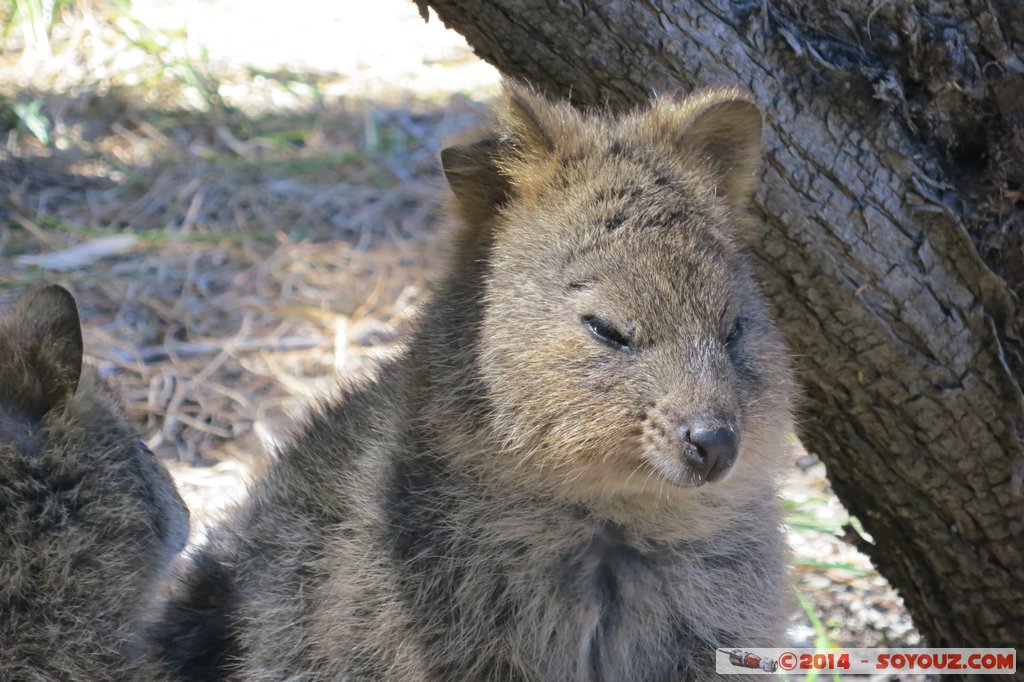 Rottnest Island - Wadjemup - Quokka
Mots-clés: AUS Australie geo:lat=-32.00521467 geo:lon=115.51141262 geotagged Rottnest Island Western Australia Wadjemup animals animals Australia Quokka