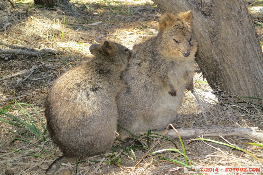 Rottnest Island - Wadjemup - Quokka
Mots-clés: AUS Australie geo:lat=-32.00521467 geo:lon=115.51141262 geotagged Rottnest Island Western Australia Wadjemup animals animals Australia Quokka