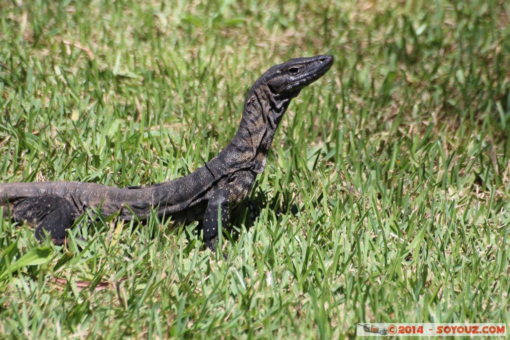 Margaret River - Ellensbrook Historic Cottage - Monitor Lezard
Mots-clés: AUS Australie geo:lat=-33.91055753 geo:lon=114.99142859 geotagged Gracetown Prevelly Western Australia Margaret River Ellensbrook Historic Cottage animals animals Australia lezard Monitor Lezard