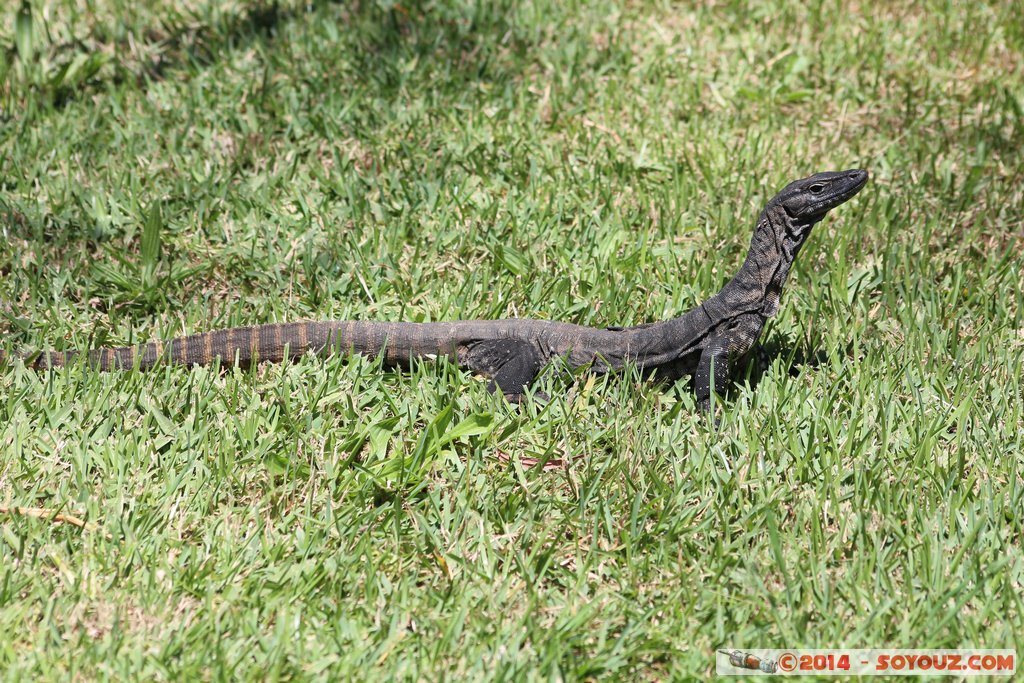 Margaret River - Ellensbrook Historic Cottage - Monitor Lezard
Mots-clés: AUS Australie geo:lat=-33.91057129 geo:lon=114.99144388 geotagged Gracetown Prevelly Western Australia Margaret River Ellensbrook Historic Cottage animals animals Australia lezard Monitor Lezard