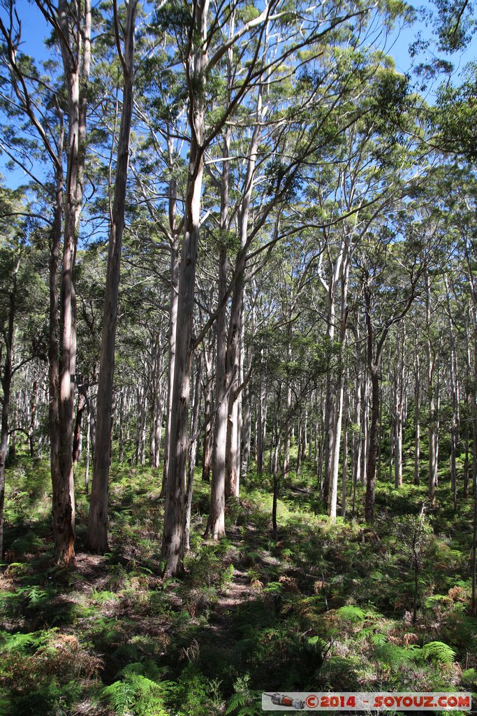 Margaret River - Forest Grove
Mots-clés: AUS Australie Forest Grove geo:lat=-34.09687580 geo:lon=115.04753100 geotagged Western Australia Margaret River Arbres