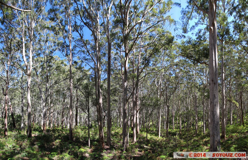 Margaret River - Forest Grove
Stitched Panorama
Mots-clés: AUS Australie Forest Grove geo:lat=-34.09688480 geo:lon=115.04772560 geotagged Western Australia Margaret River Arbres