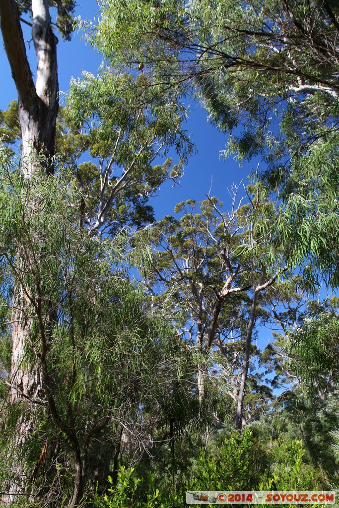 Margaret River - Deepdene - Jewel Cave
Mots-clés: AUS Australie geo:lat=-34.27409589 geo:lon=115.09579278 geotagged Leeuwin Western Australia Margaret River Jewel Cave Deepdene