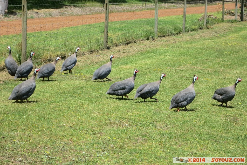 Margaret River- Cowaramup Brewing Company - Guinea fowl
Mots-clés: AUS Australie Cowaramup geo:lat=-33.83510994 geo:lon=115.13652147 geotagged Treeton Western Australia Margaret River Cowaramup Brewing Company animals oiseau Pintade