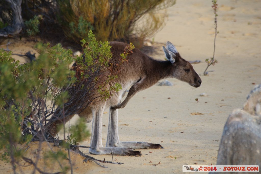 Nambung National Park  - Western grey kangaroo
Mots-clés: AUS Australie Cervantes geo:lat=-30.60315696 geo:lon=115.15679648 geotagged Western Australia Parc Western grey kangaroo kangourou animals Australia animals