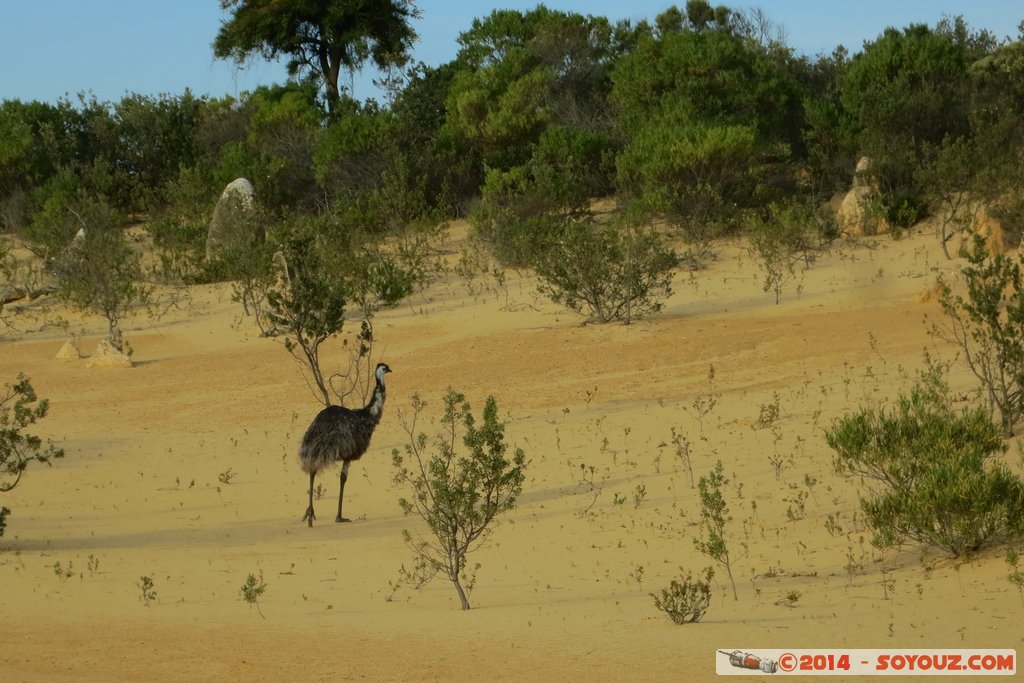 Nambung National Park  - The Pinnacles - Emu
Mots-clés: AUS Australie Cervantes geo:lat=-30.60305730 geo:lon=115.15998080 geotagged Western Australia Parc animals Australia animals Emu