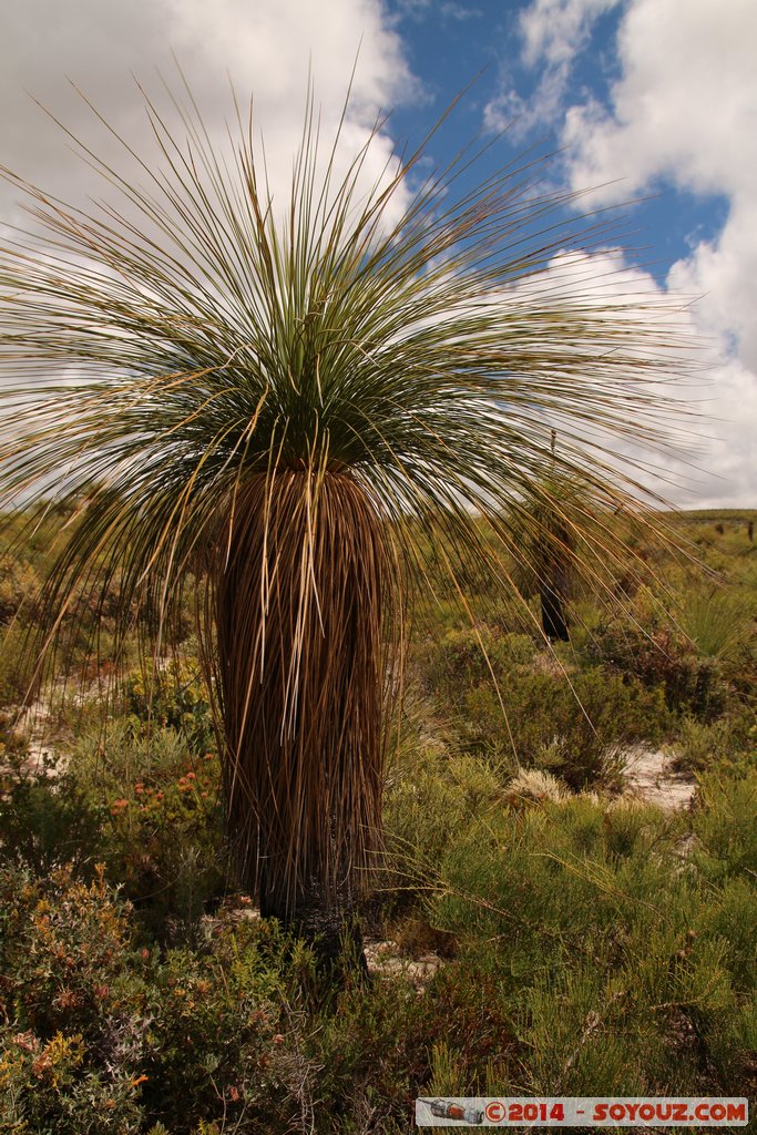 Lesueur National Park
Mots-clés: AUS Australie geo:lat=-30.18313550 geo:lon=115.16202632 geotagged Jurien Bay Western Australia Parc plante