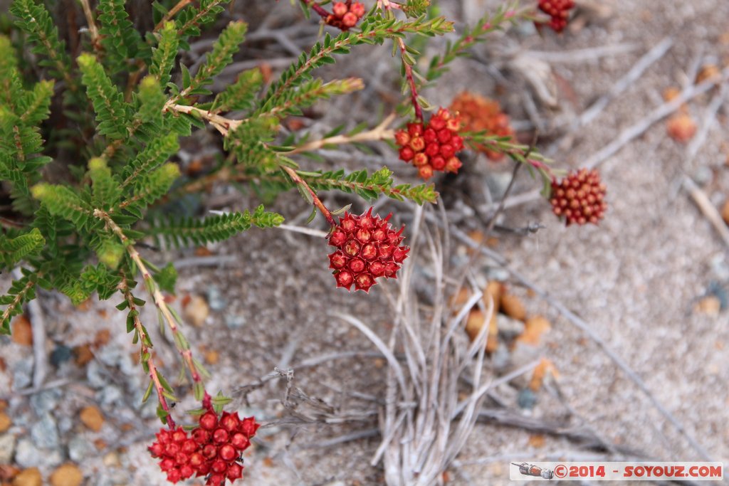 Lesueur National Park
Mots-clés: AUS Australie geo:lat=-30.17383946 geo:lon=115.19035007 geotagged Jurien Bay State of Western Australia Parc plante fleur