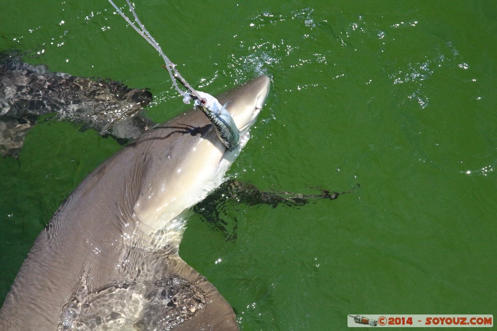 Shark Bay - Shark
Mots-clés: AUS Australie Denham geo:lat=-25.97998937 geo:lon=113.55991524 geotagged Western Australia sous-marin animals Requin